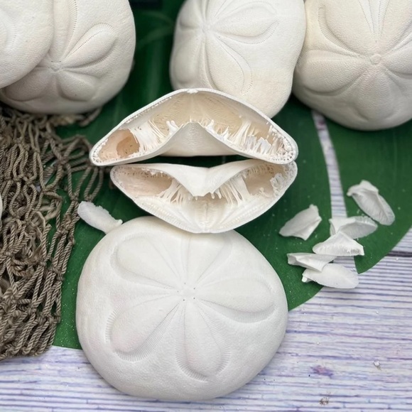 REAL Large Sea Biscuit Sea Urchin Sand Dollar WHITE NAUTICAL COASTAL DECOR - Picture 12 of 13